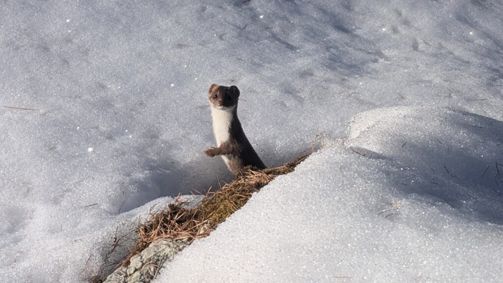 Un petit animal curieux se tenant debout sur la neige, avec un fond de neige et quelques brins de végétation.